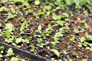 Our Top 8 Rules for Starting Seedlings in the Spring: Gaia Herbs®