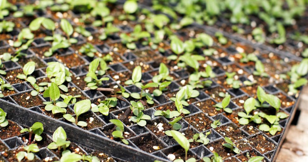 Our Top 8 Rules for Starting Seedlings in the Spring: Gaia Herbs®