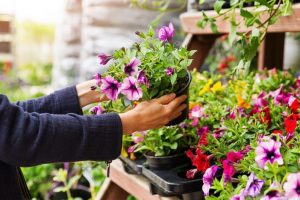 How To Choose the Right Plants for Your Garden: A Step-by-Step Guide