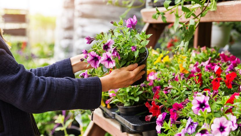 How To Choose the Right Plants for Your Garden: A Step-by-Step Guide