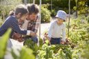 Sustainable Gardening For An Eco-Friendly Backyard | Stauffers