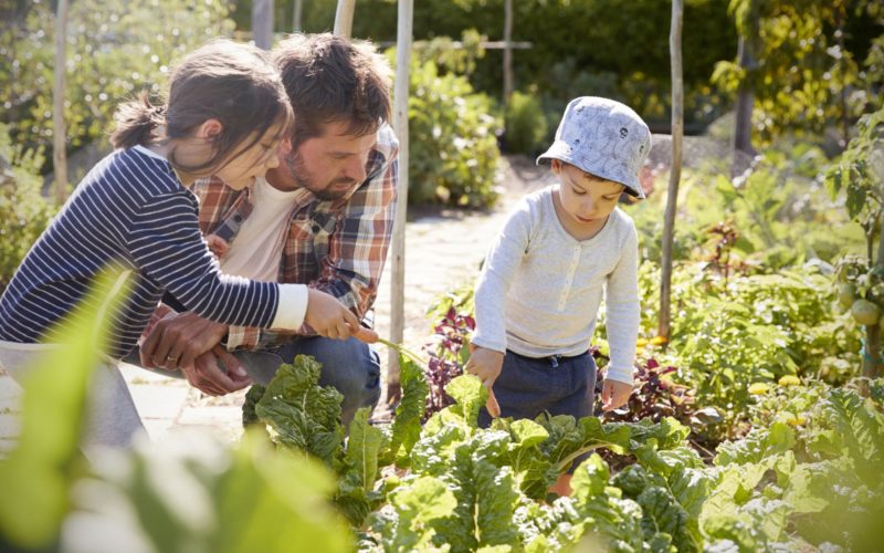 Sustainable Gardening For An Eco-Friendly Backyard | Stauffers